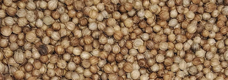 Coriandro de Exportacion