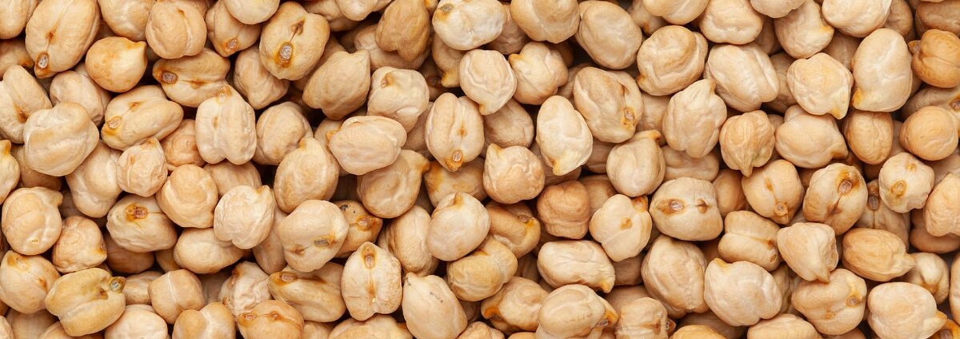Garbanzo de Exportación