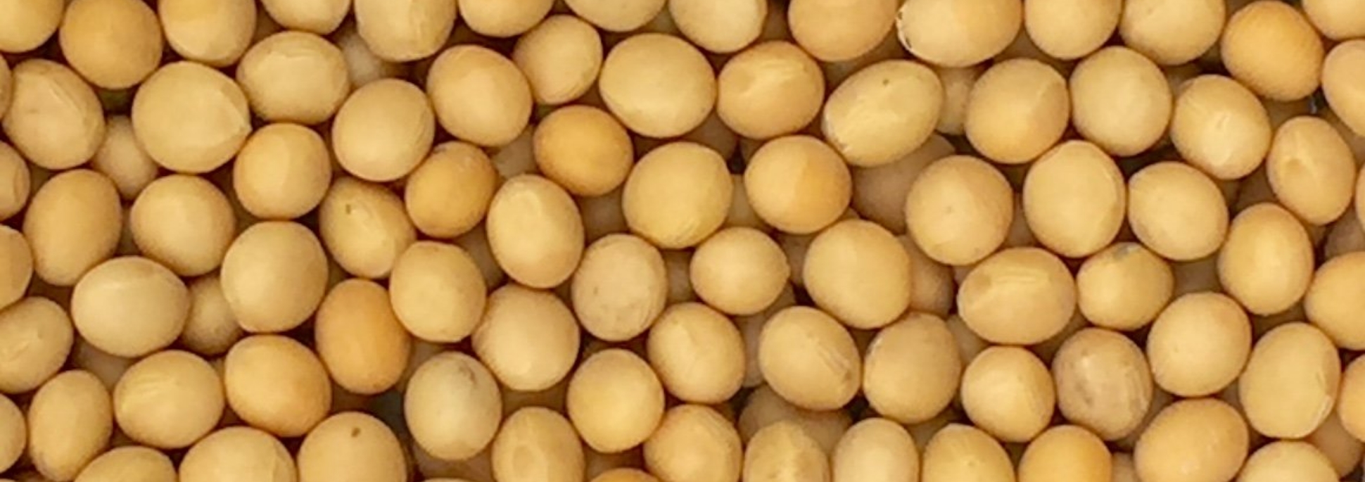 Soja de Exportacion